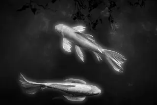 Liquid Dance