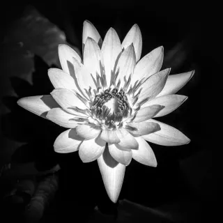 Water Lily